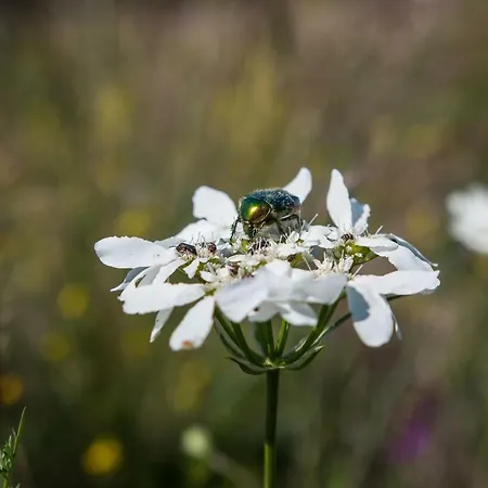 Apartamento Hilltop Vidovici Vidovic