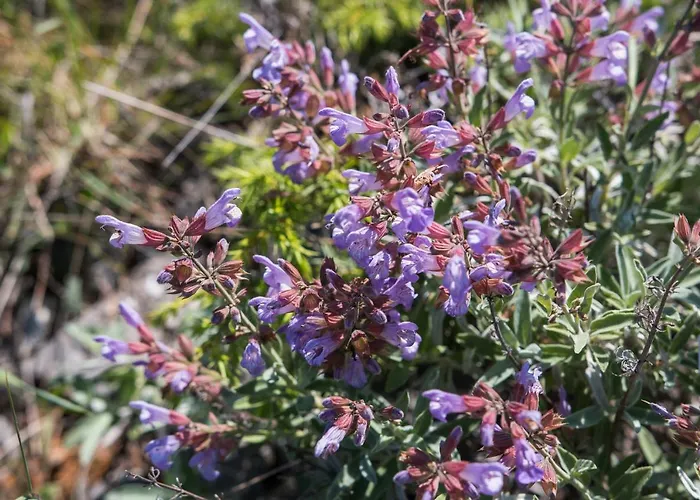 Hilltop Vidovici Διαμέρισμα *